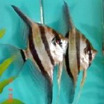 Culture of Angelfish in Net Cages