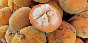 Santol_fruits