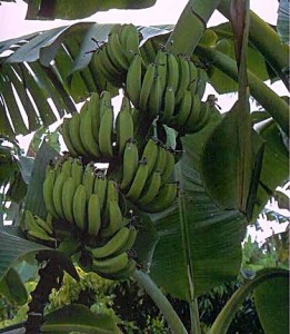 banana-tree