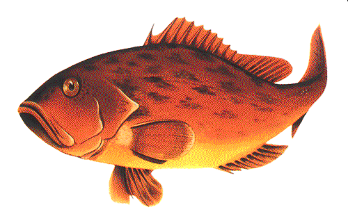 grouper1