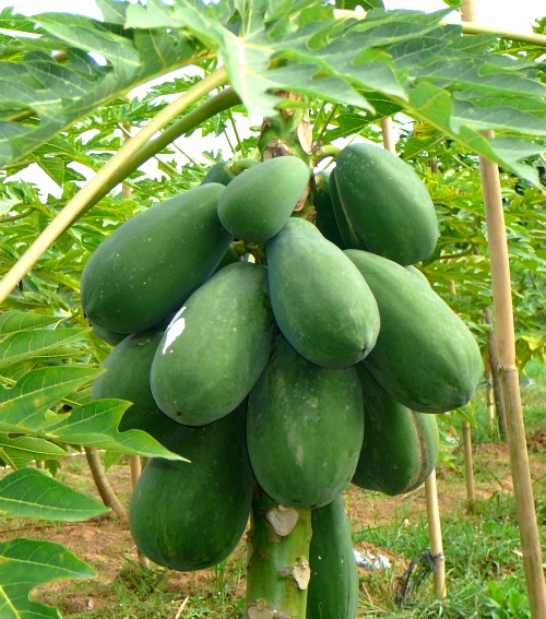 papaya_tree