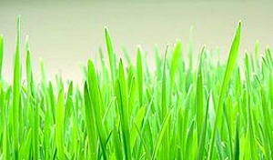 Wheat_grass