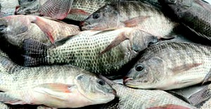 fresh-tilapia