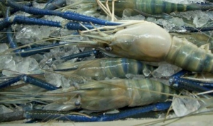 Giant Freshwater Prawn Production