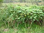 cassava-plant