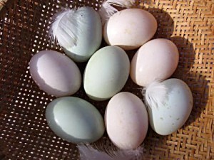 duck-eggs