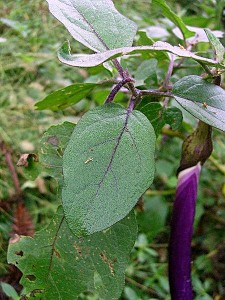 eggplant-tree