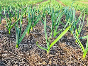 garlic-farming