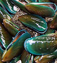 green-mussel