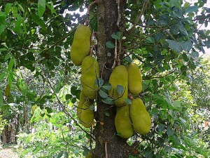 jackfruits-tree