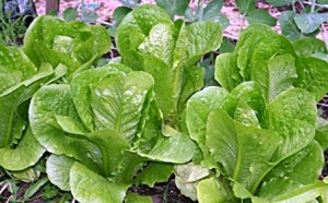 lettuce-planting
