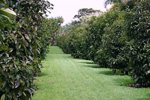 mangosteen_trees