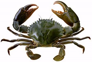 mudcrab