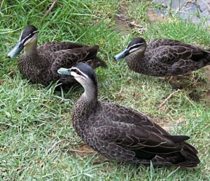 native-ducks