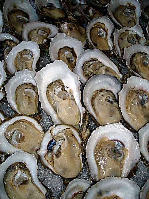 oyster spat mortality rate