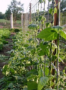 pole-beans-farm