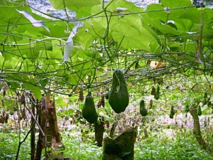 chayote-farming