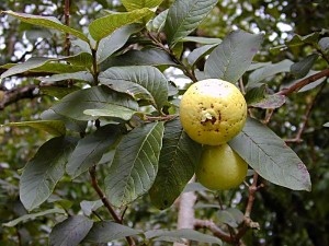 guava-tree
