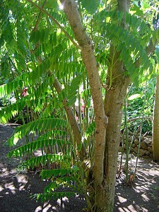 kamias-tree