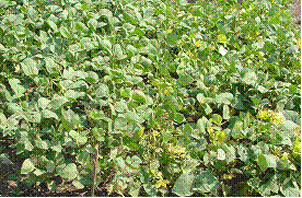 mungbean-farm