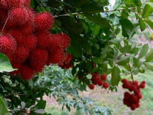 rambutan-tree