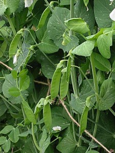 snow-pea