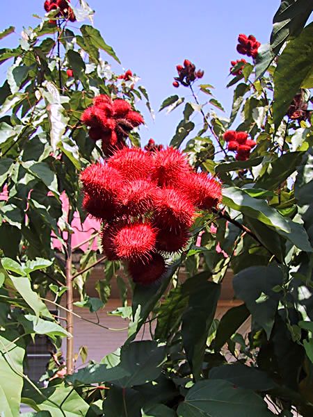 annatto-tree