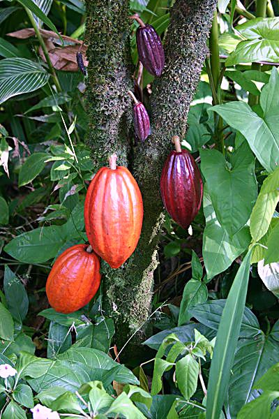 cocoa_pods