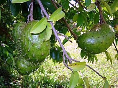 guyabano-tree