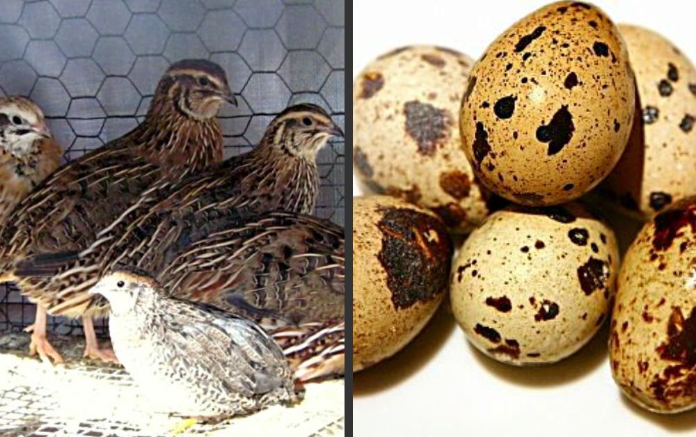 quail raising entrepreneur eggs