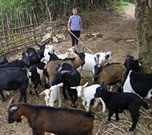 raising-goats