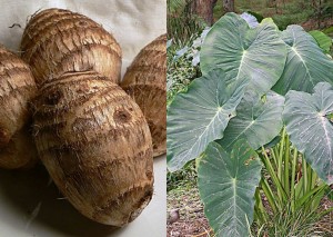 taro-and-leaves