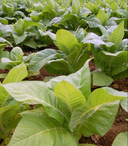 tobacco_plants