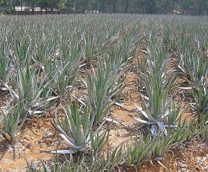 aloe_fields