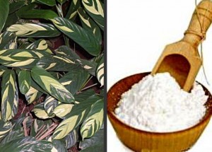 arrowroot-plants-and-powder