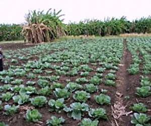 farming-cabbage
