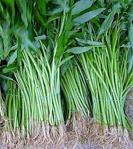 kangkong