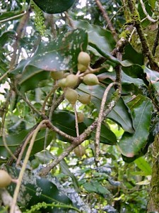 macadamia-tree