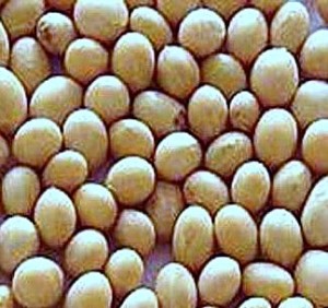 soybean