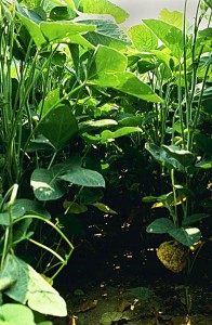 soybeans-plants