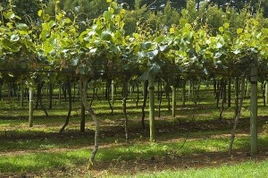 kiwifruit-orchard