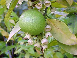 pomelo-tree