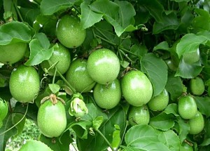 green_passionfruit