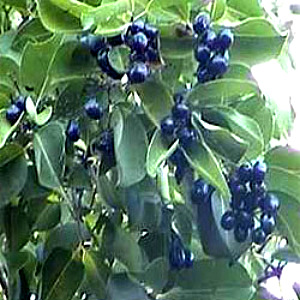 java-plum-tree