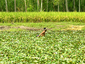 water-chestnuts-farm