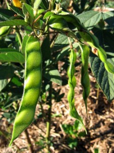 pigeon-pea-pods