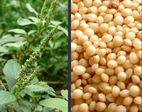 amaranth-or-kulitis