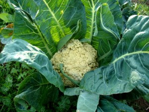 cauliflower-plant