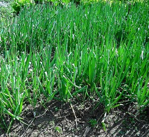 green-onion-farm
