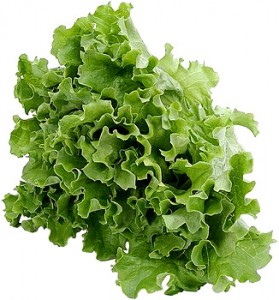 lettuce